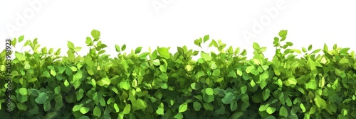 Vibrant Green Hedge Wall with Lush Foliage Isolated on White, Perfect for Landscaping and Garden Design Ideas