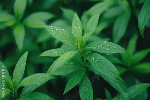 Close-Up View of Vibrant Green Leaves with Water Droplets photo