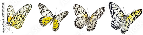 A Belenois calypso butterfly is highlighted against a pure white background.