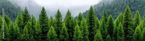 Lush Green Pine Forest with Misty Mountains in the Background During a Calm Day