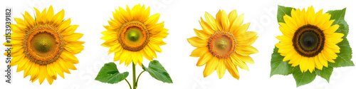 A sunflower (Helianthus annuus inflorescence) depicted in an isolated PNG format.