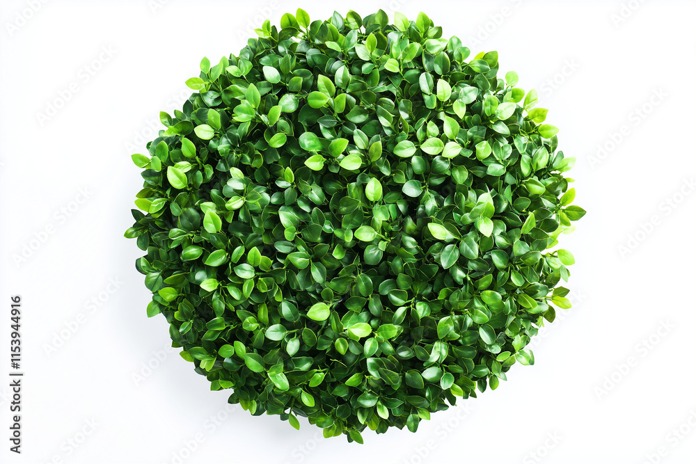 Obraz premium Selective focus geometry shape bush isolated on white background, Circle shape green bush in backyard garden decorative.