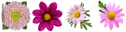 An isolated pink flower on a transparent background, extracted and converted to a PNG file.