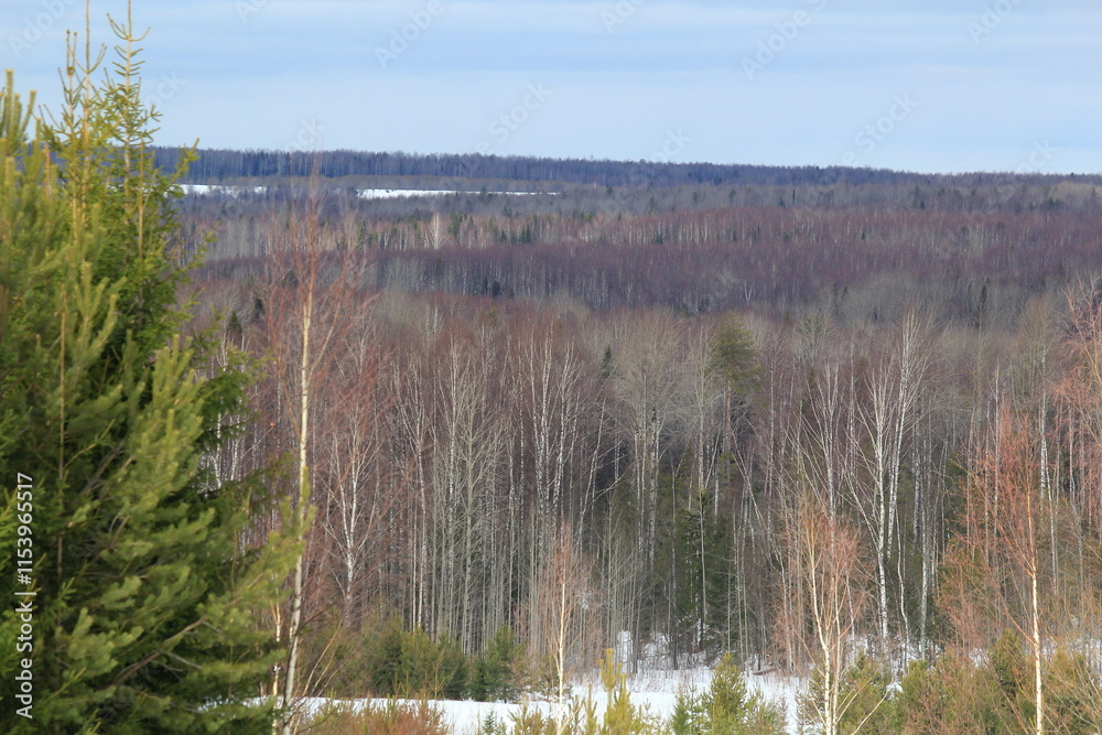 forests of northeastern Europe in early spring forests of northeastern Europe in early spring