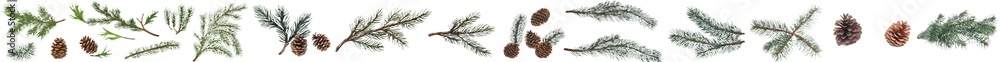 Fototapeta premium An assortment of green pine leaves and cone fruits, isolated on white.
