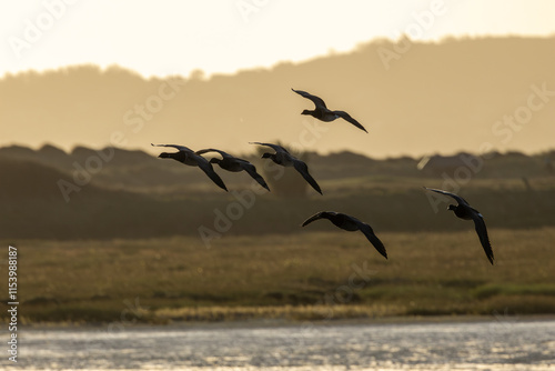 Photography Brent Goose (Branta bernicla), commonly found in coastal areas, Bull Island, Dub