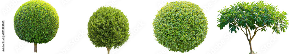 A single ornamental tree with a white background. PNG isolated format. A single ornamental tree with a white background. PNG isolated format.