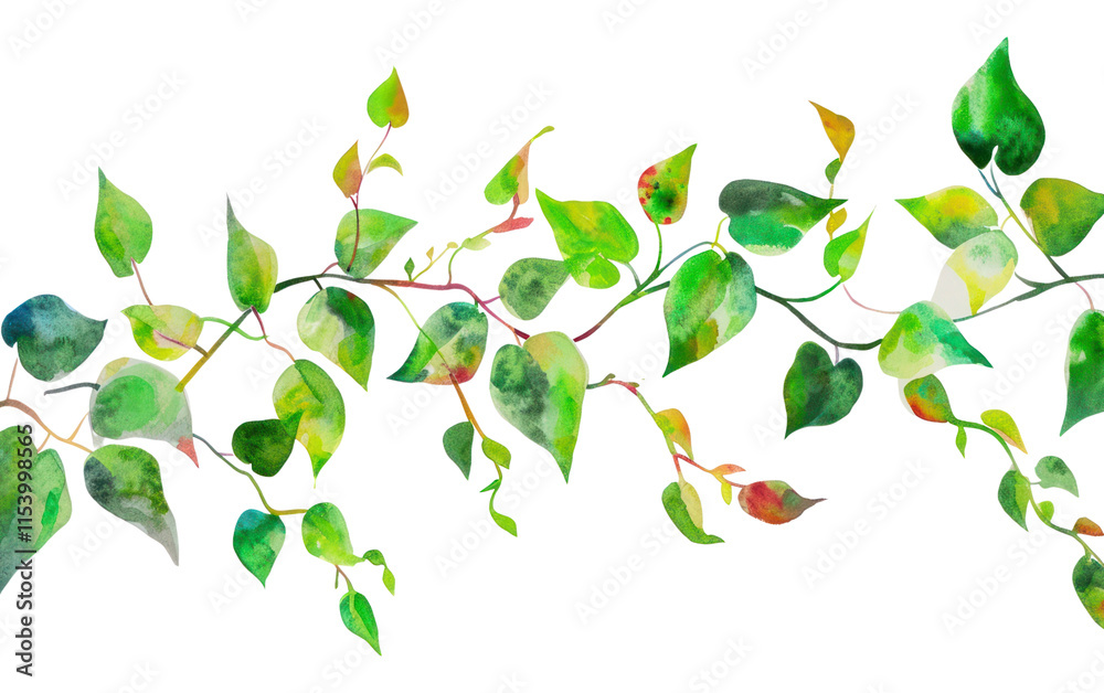 Obraz premium PNG Vine backgrounds nature plant.