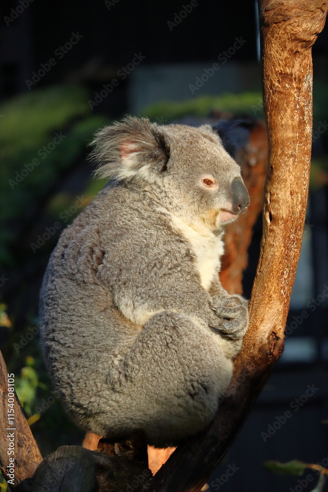Obraz premium Koala relaxing on eucalyptus tree at Taronga Zoo, Sydney, Australia.