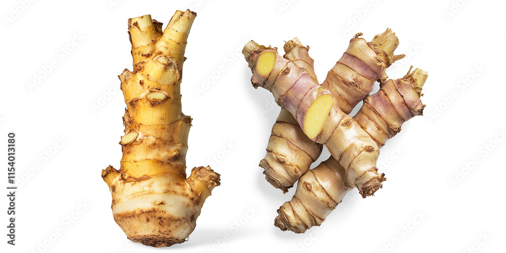 Fresh Gallant Root on a Transparent Background Fresh Gallant Root on a Transparent Background