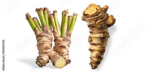 Fresh Gallant Root on a Transparent Background photo