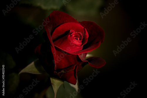 Fototapeta Naklejka Na Ścianę i Meble -  Red velvet blossom rose on dark background
