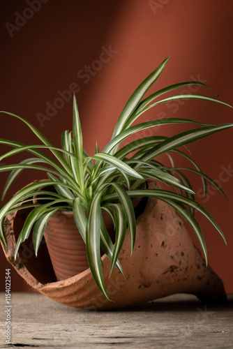 Close up view of indoor chlorophytum plant planted in a ceramic pot. Concept of botany, home interior, plant growing
