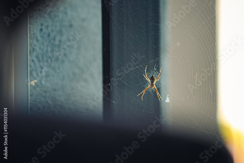 araña de patas transparentes en su telaraña