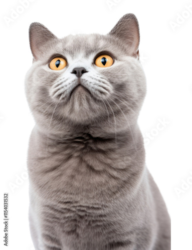 PNG Cat portrait animal mammal.