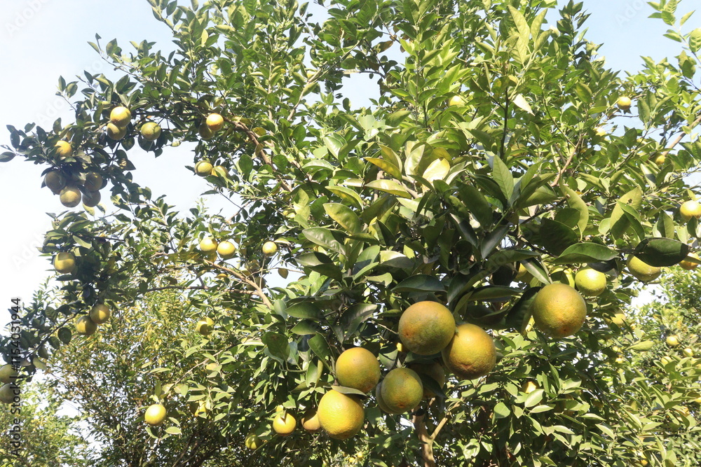 Citrus fruits on tree in farm Citrus fruits on tree in farm