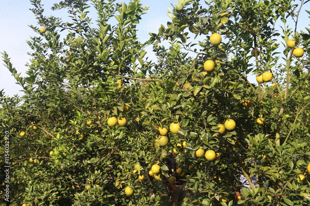 Citrus fruits on tree in farm Citrus fruits on tree in farm