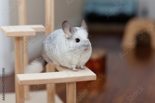 Chinchilla In Play