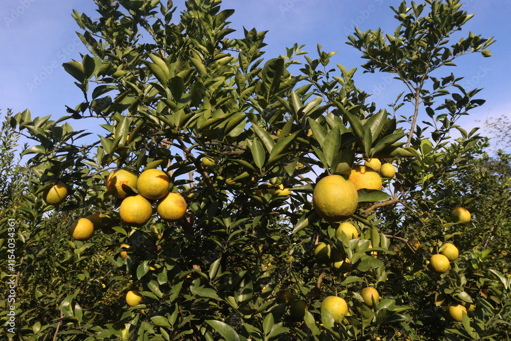 Citrus fruits on tree in farm Citrus fruits on tree in farm