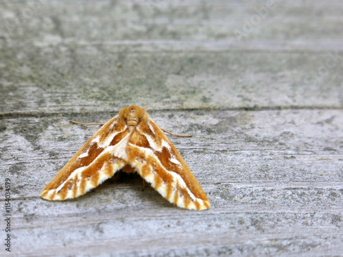 Fotografija hickory tiger tussock moth insect with gray background