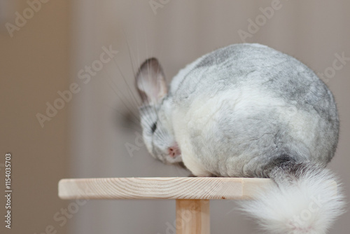 Chinchilla In Play
