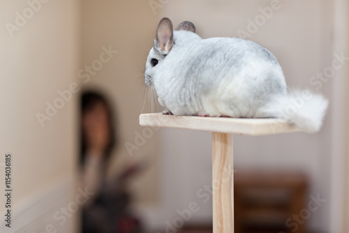 Chinchilla In Play