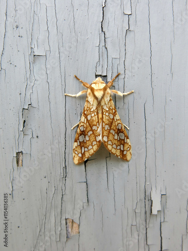 Slika na platnu hickory tiger tussock moth insect with gray background