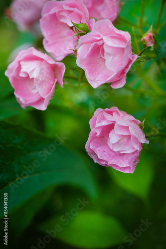 Soft petals of pink roses with drops of rain offer a serene and elegant floral display