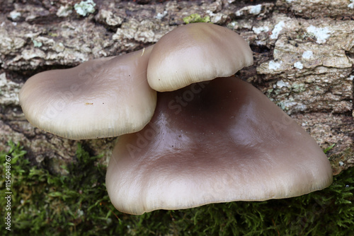 culture of oyster mushrooms
