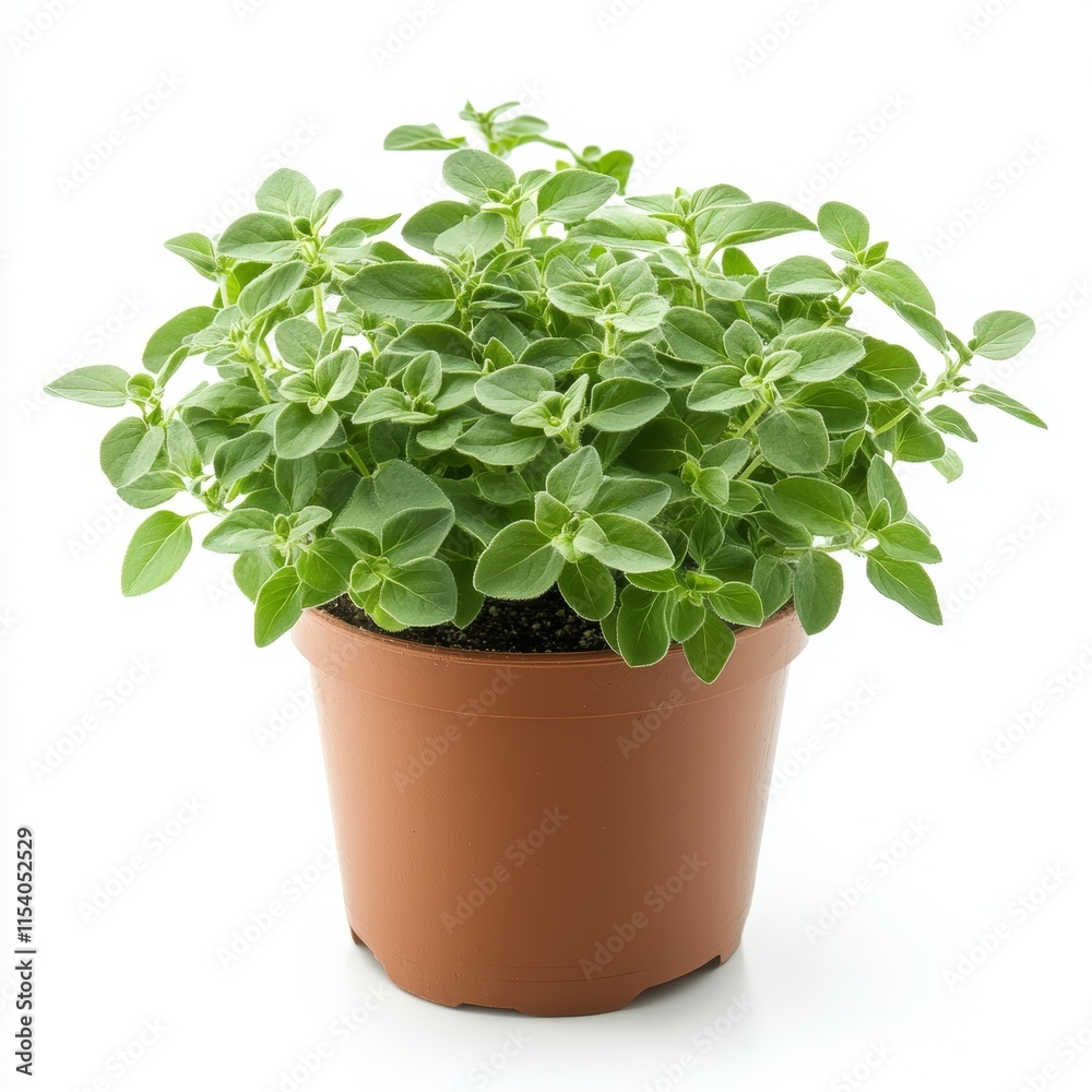 A potted marjoram plant isolated on white background A potted marjoram plant isolated on white background