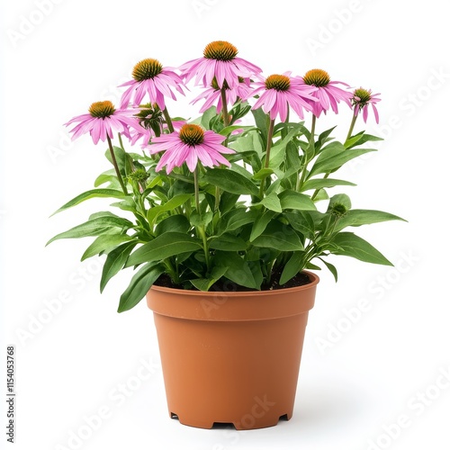 Wallpaper Mural A potted echinacea plant isolated on white background Torontodigital.ca
