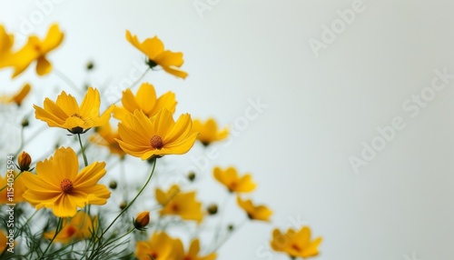 Vibrant Yellow Flowers Against Soft Background with Topaz Hue for Upscale Decoration photo