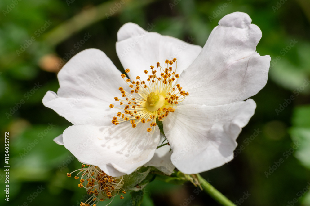 wild rose wild rose