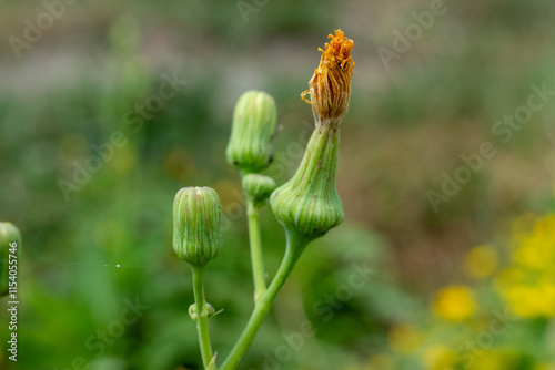 sonchus asper
