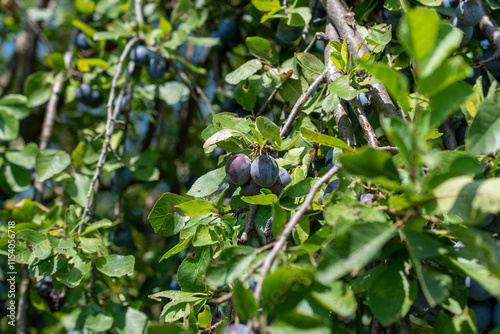 plum in the garden photo