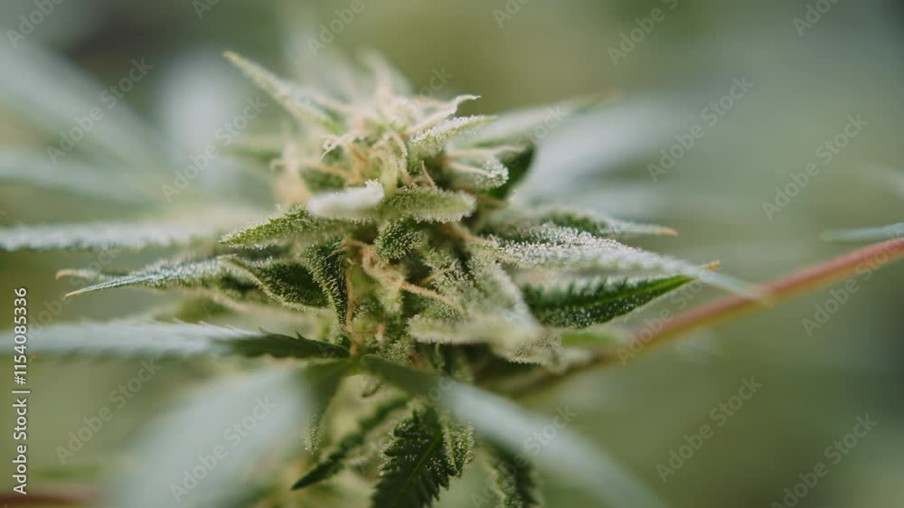 Macro shot of cannabis bud against blur background, showcasing its details and natural texture Macro shot of cannabis bud against blur background, showcasing its details and natural texture