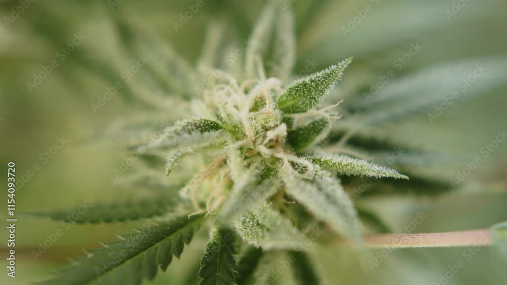 Macro view of green marijuana plant on a blur bright background Macro view of green marijuana plant on a blur bright background
