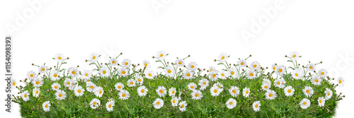 Spring flower border png sticker, transparent background