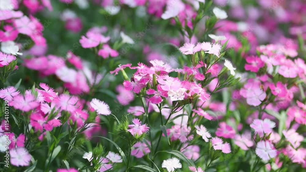 Colorful flowers swaying in the wind in nature, Close-Up, in Garden. Colorful flowers swaying in the wind in nature, Close-Up, in Garden.