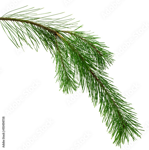 Spruce, fir or pine tree branch ,needles. Fresh forest coniferous sprig. Fluffy twig of winter plant.on transparent, png