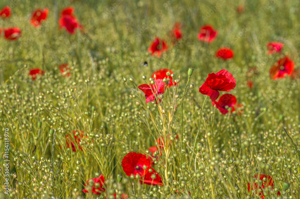 Fotografie Coquelicot vigoureux dans un champ de lin sur l'île d'Oléron à Dolus-d'Oléron, C