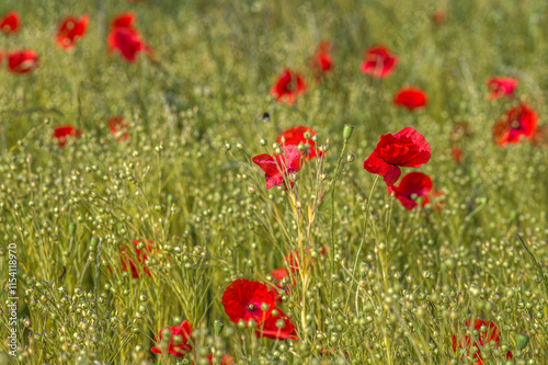 Coquelicot vigoureux dans un champ de lin sur l'île d'Oléron à Dolus-d'Oléron, Charente Maritime, France photo