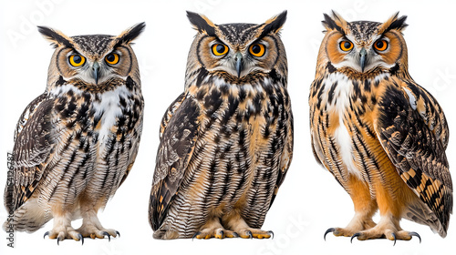 three great horned owls: a detailed exploration of their beauty and features