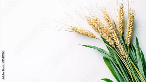 Fresh Wheat Stalks on a Clean White Background for Stock Photography photo