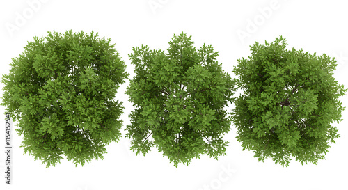 tree top view isolated on white background for landscape plan and architecture layout. elements for environment and garden