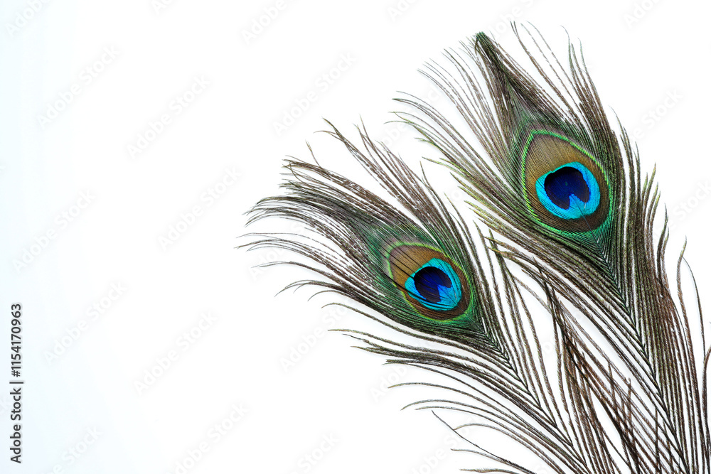 Obraz premium Two beautiful peacock feathers isolated on white