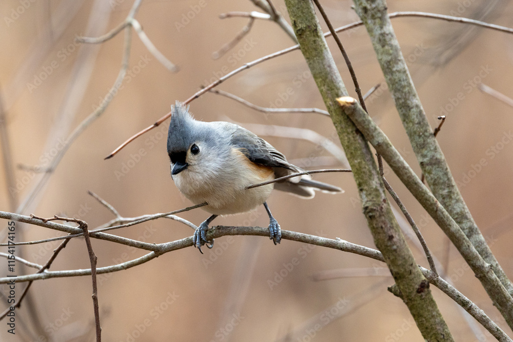 Obraz premium Tufted titmouse perched in a tree