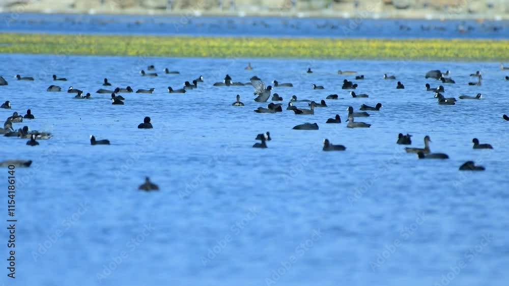Thriving waterfowl population in serene lake setting captures the beauty of nature's wonders Thriving waterfowl population in serene lake setting captures the beauty of nature's wonders