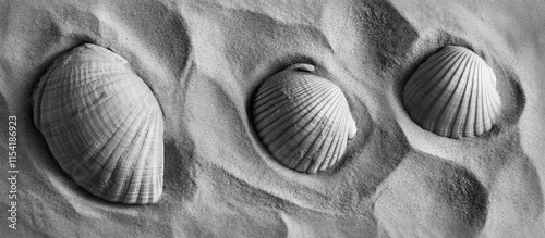 Elegant seashells resting in soft beach sand creating a serene coastal aesthetic in black and white photography perfect for nature themes