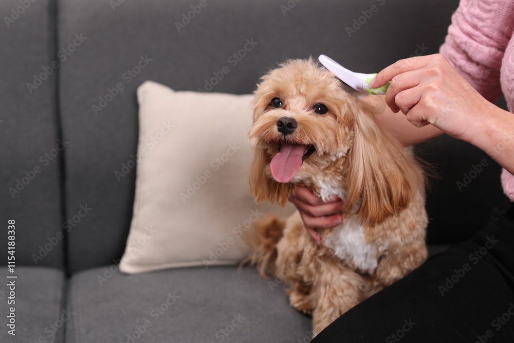 Woman brushing cute Maltipoo dog on sofa at home, closeup Woman brushing cute Maltipoo dog on sofa at home, closeup